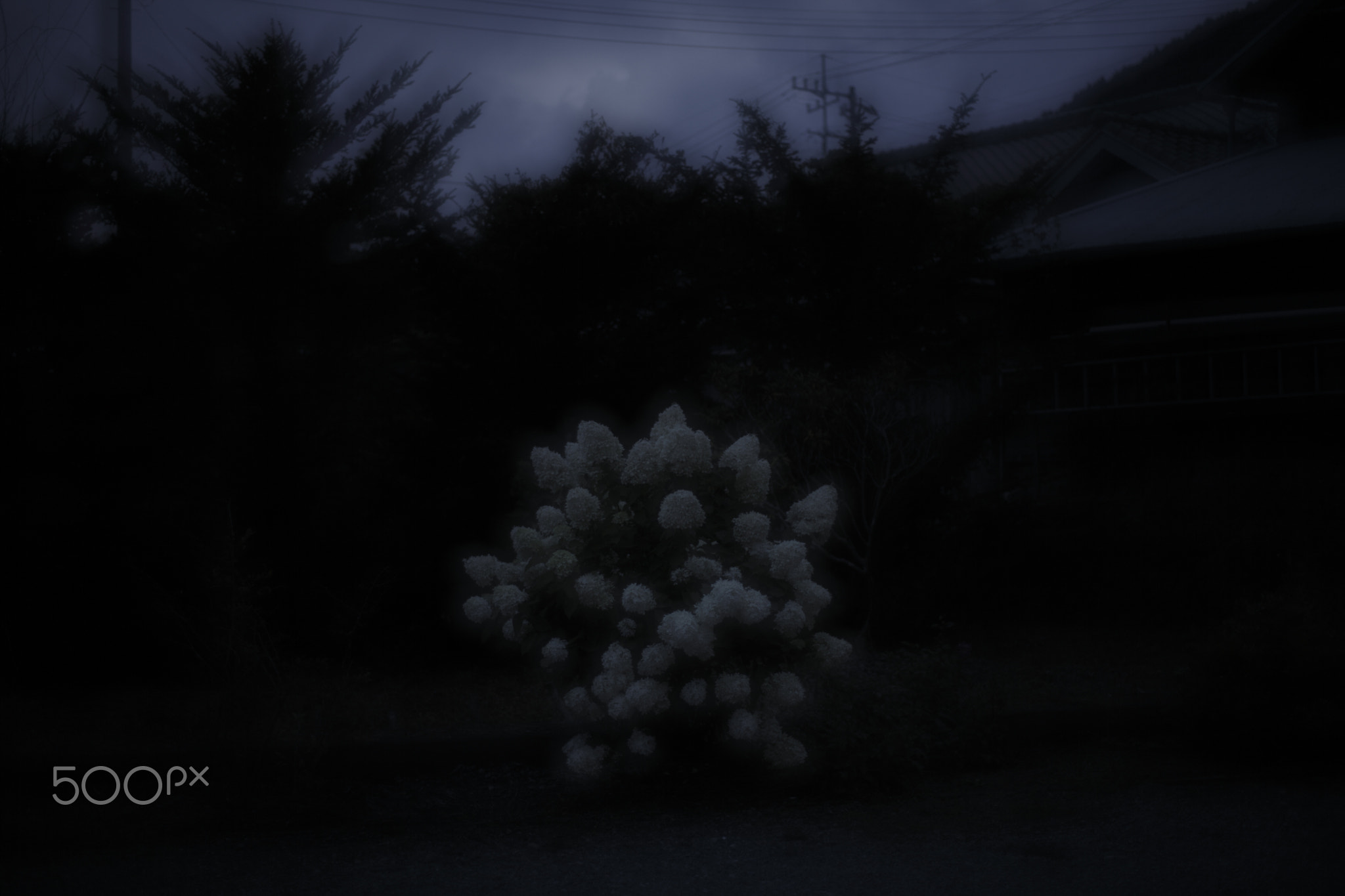 Flower in the darkness