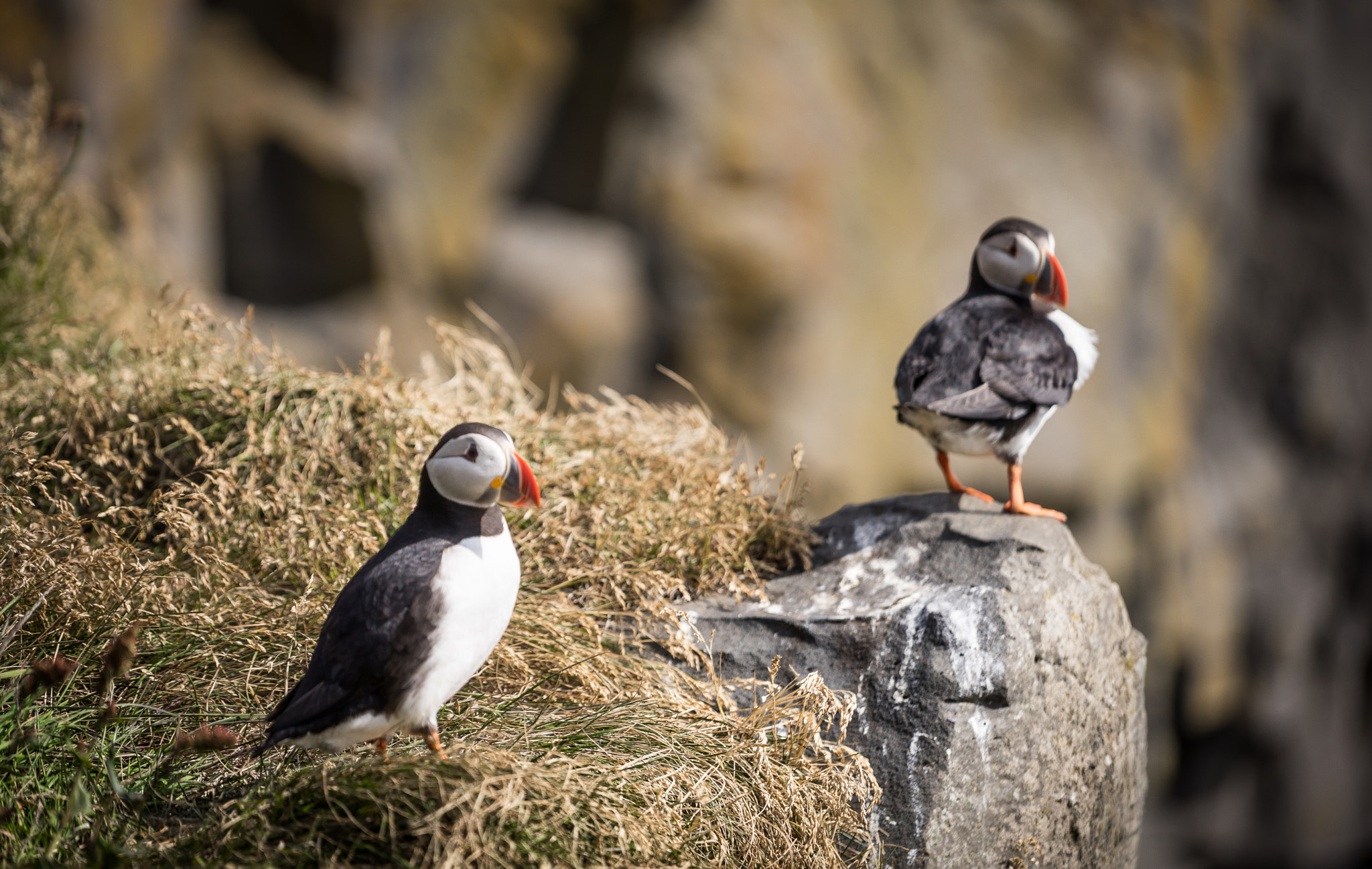 Puffins