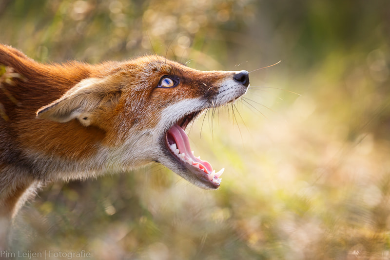 Red fox. Submissive behaviour.