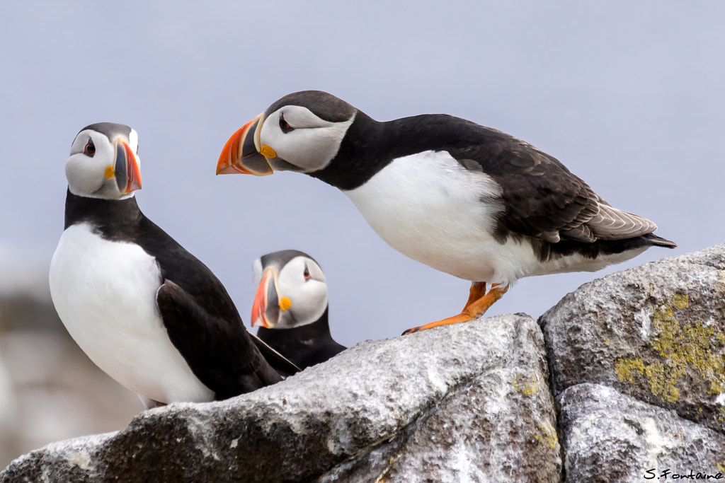 Atlantic Puffins : Attempt to approach...