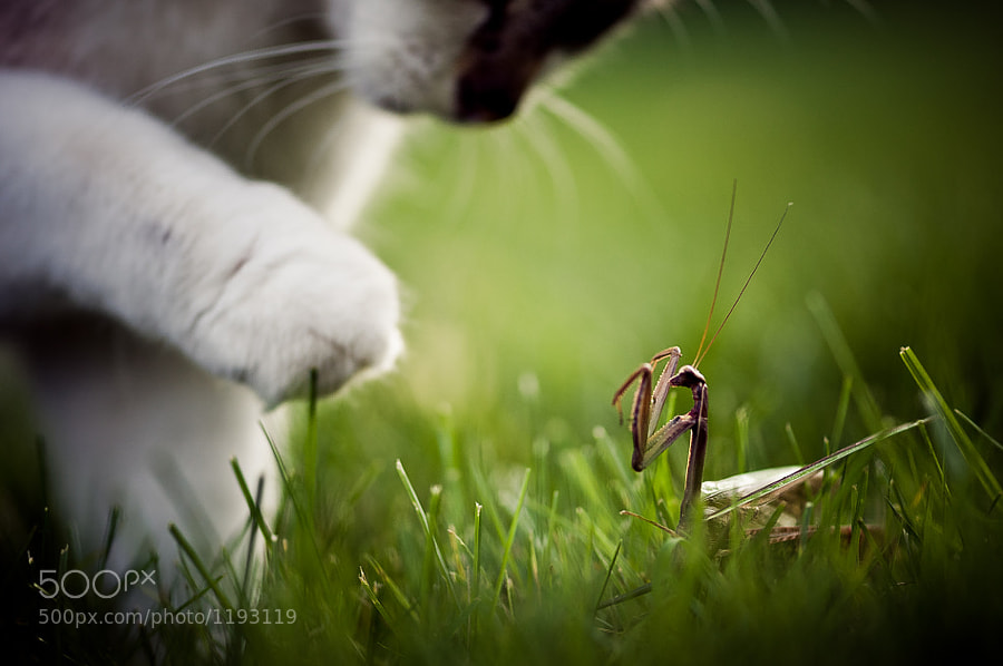 Courage by Brooke Pennington