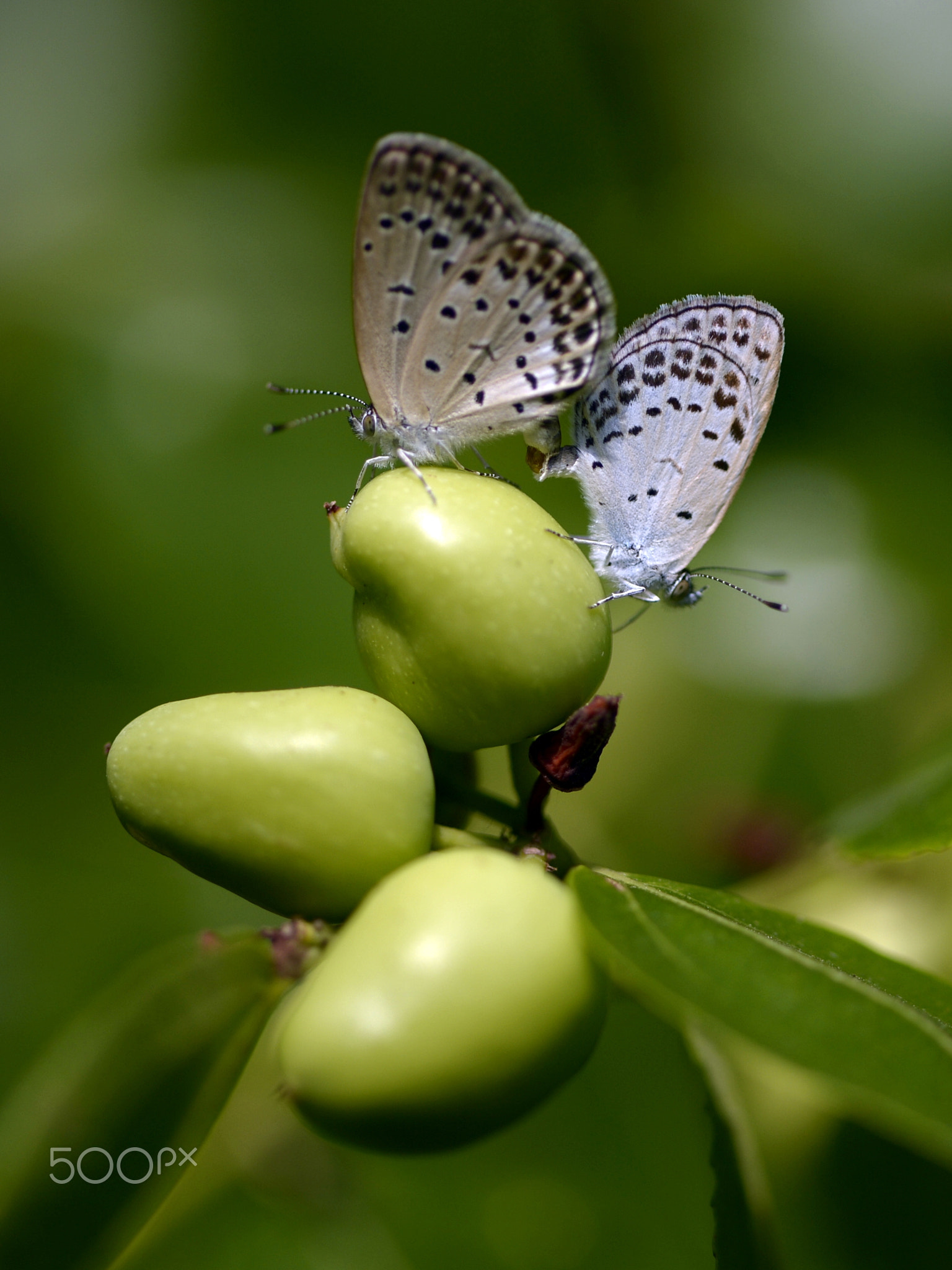 A Pair of Butterflies in Love