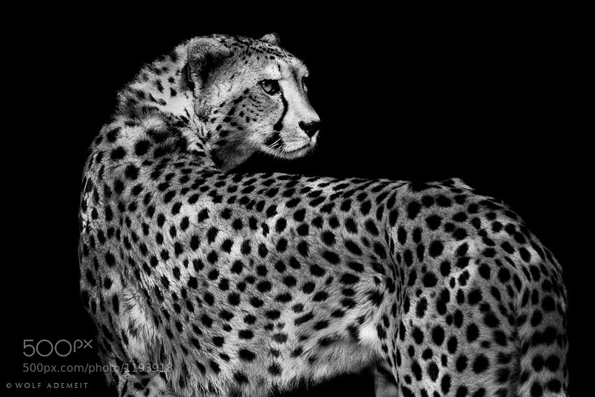 25 cheetah looking back