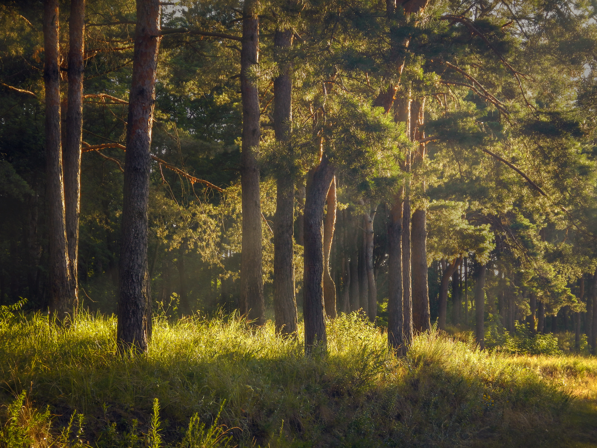 the-smell-of-pine-trees-by-maglest-photo-119422001-500px