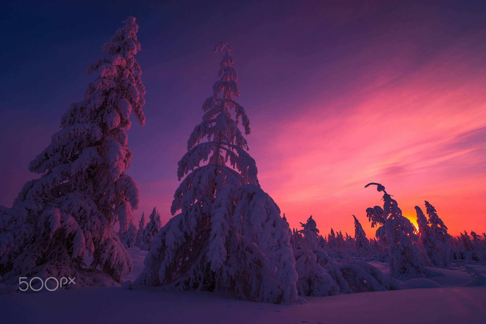 Winter Taiga