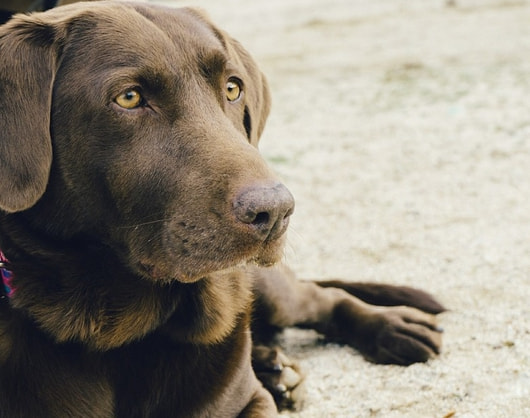 Glucosamine for dogs