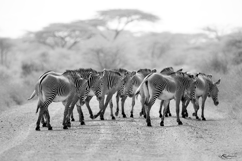 black and white pictures - Illusion by Kulmiye Chan on 500px.com