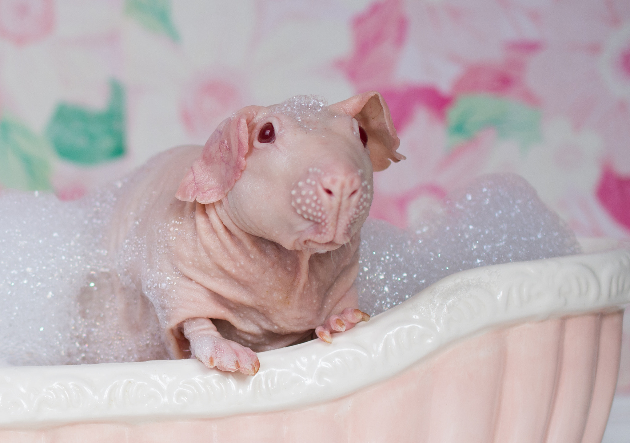Bath time Guinea
