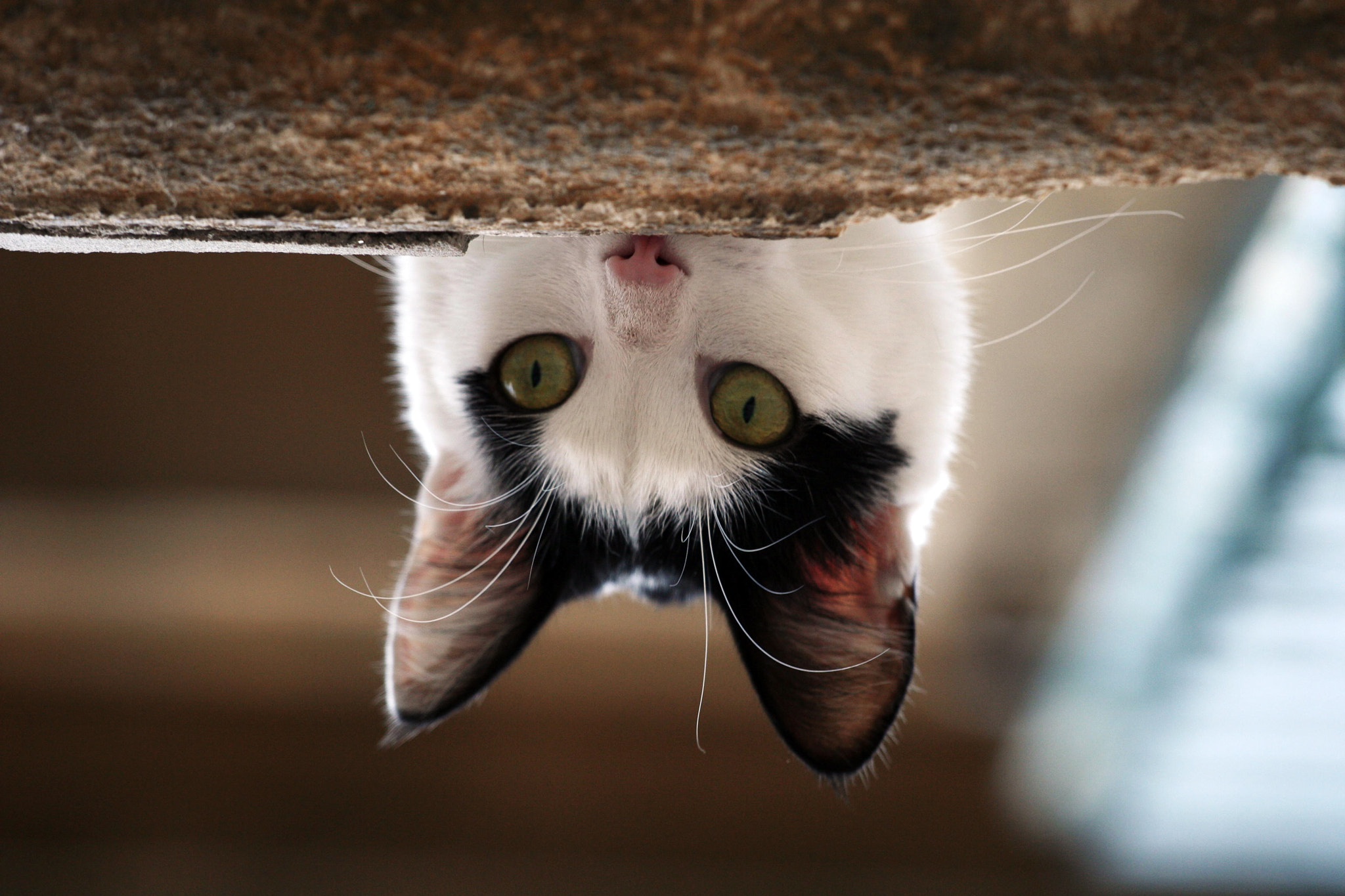 Cat peeking from a ledge by Justin Sneddon / 500px