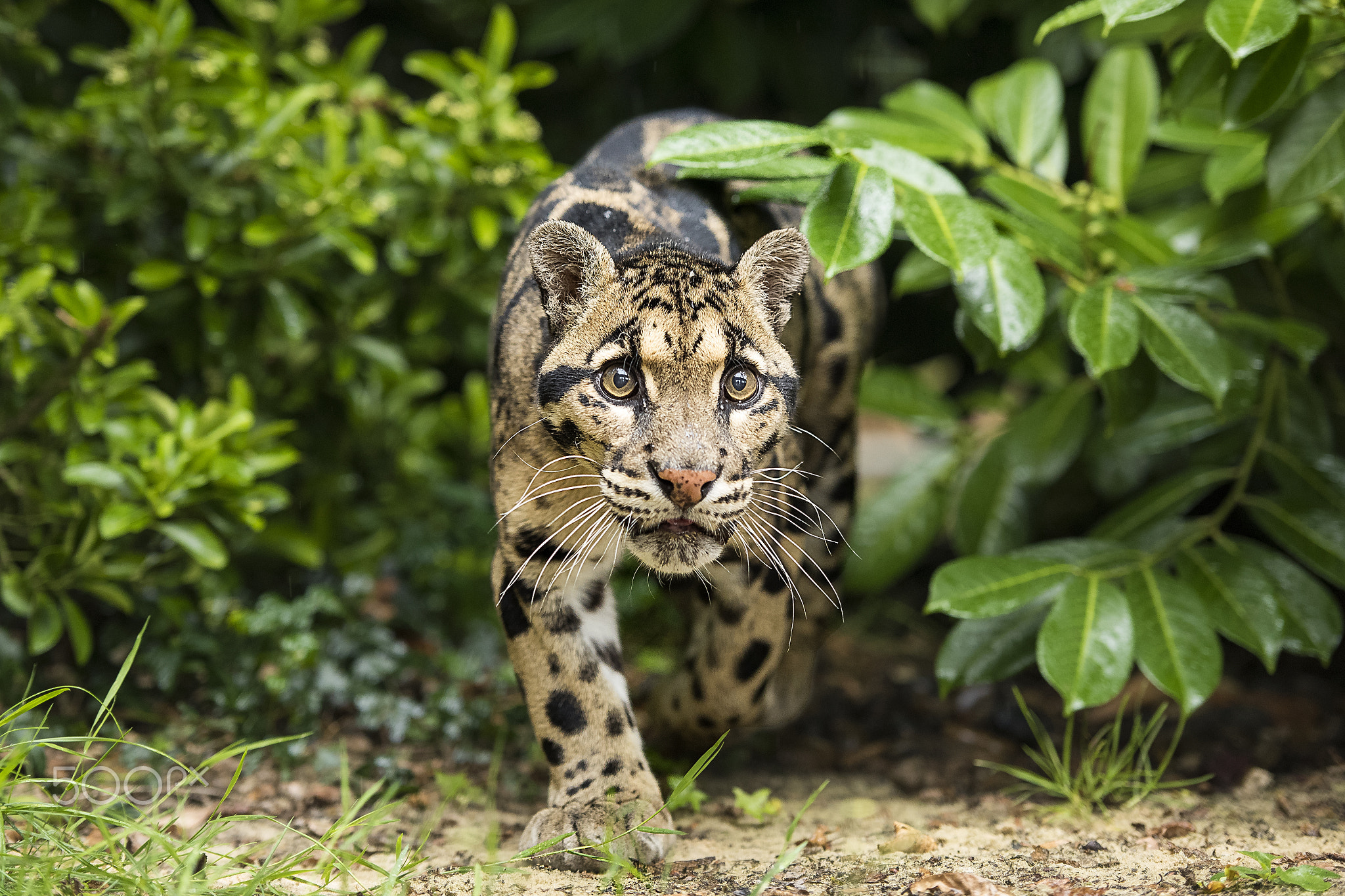 Clouded Leopard