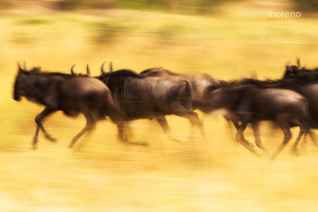 Migration Speed by Mario Moreno on 500px.com