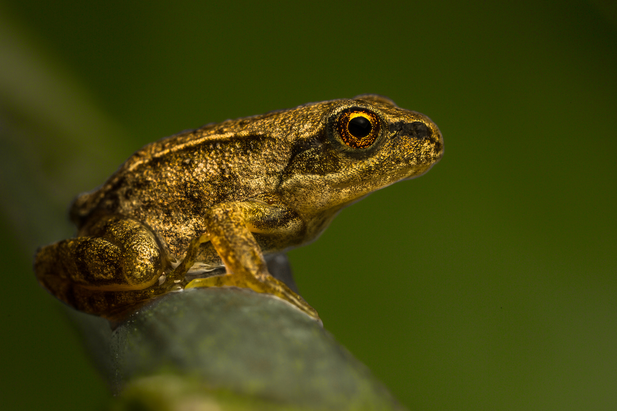 golden frog