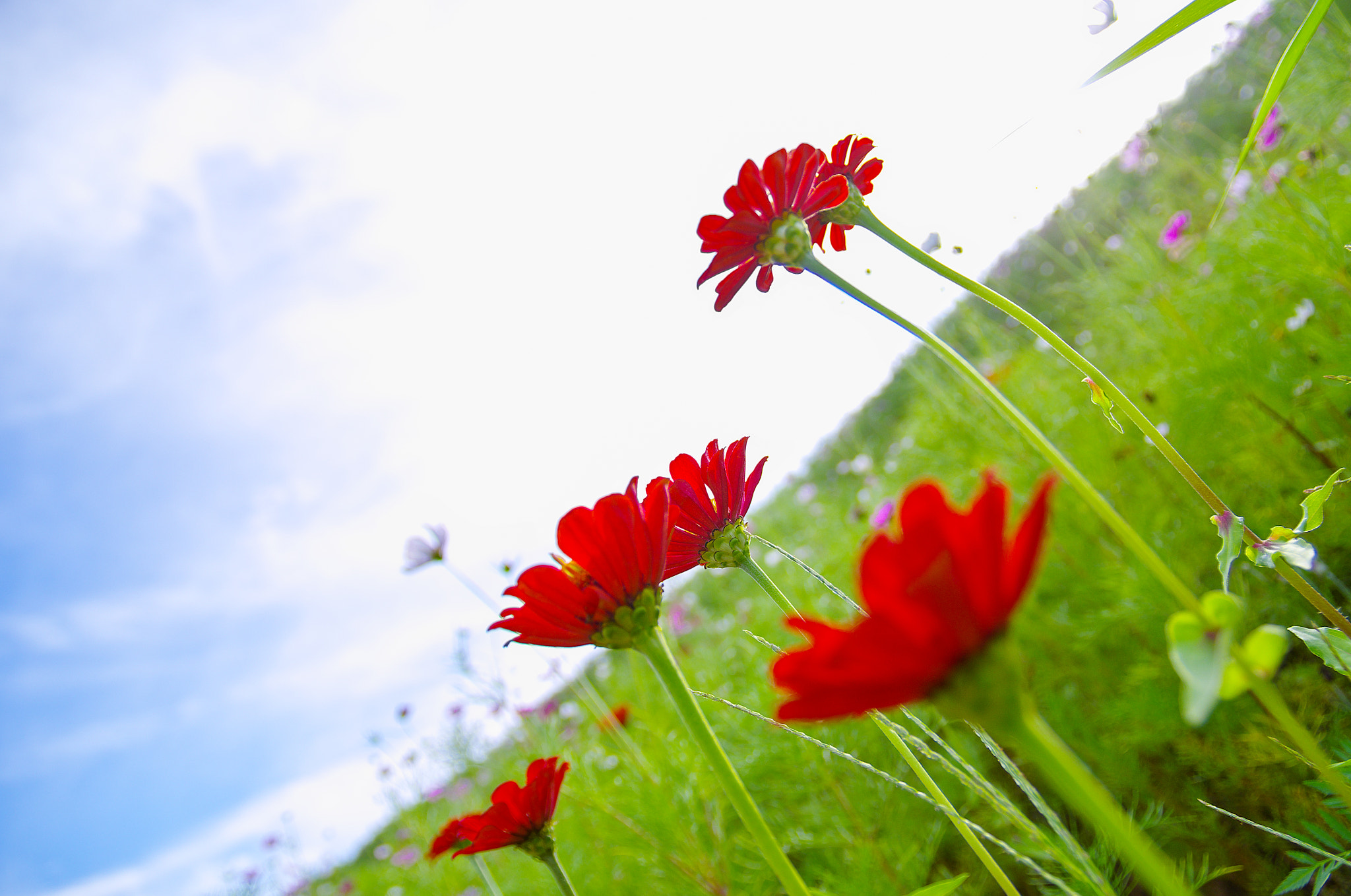 Passion for Sunshine