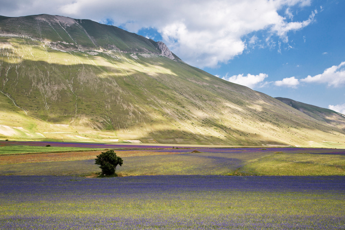 Flowering in Castelluccio di Norcia