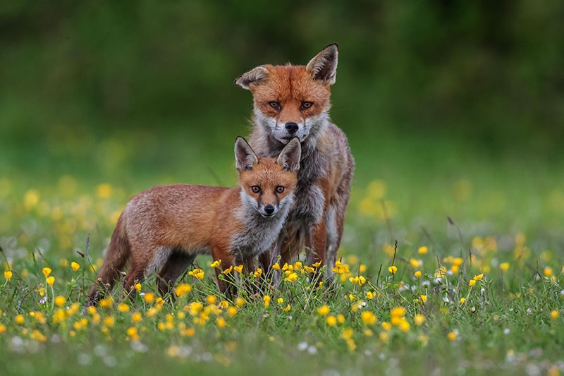 wolves vs foxes: Do Wolves Eat Foxes?
