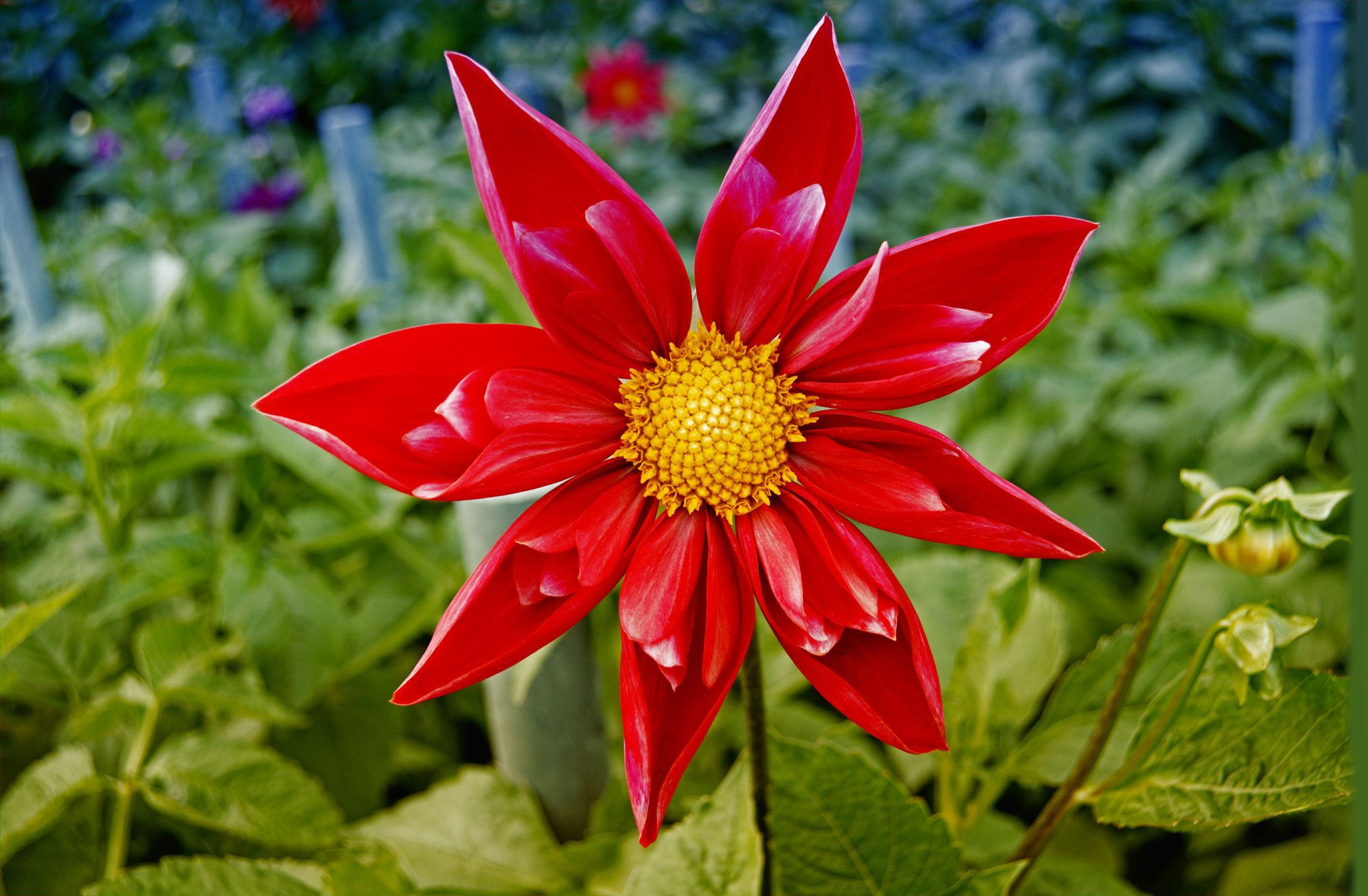 Eid Mubarak , عيد مبارك‎,: ईद मुबारक, عید مُبارک, ഈദ് ...