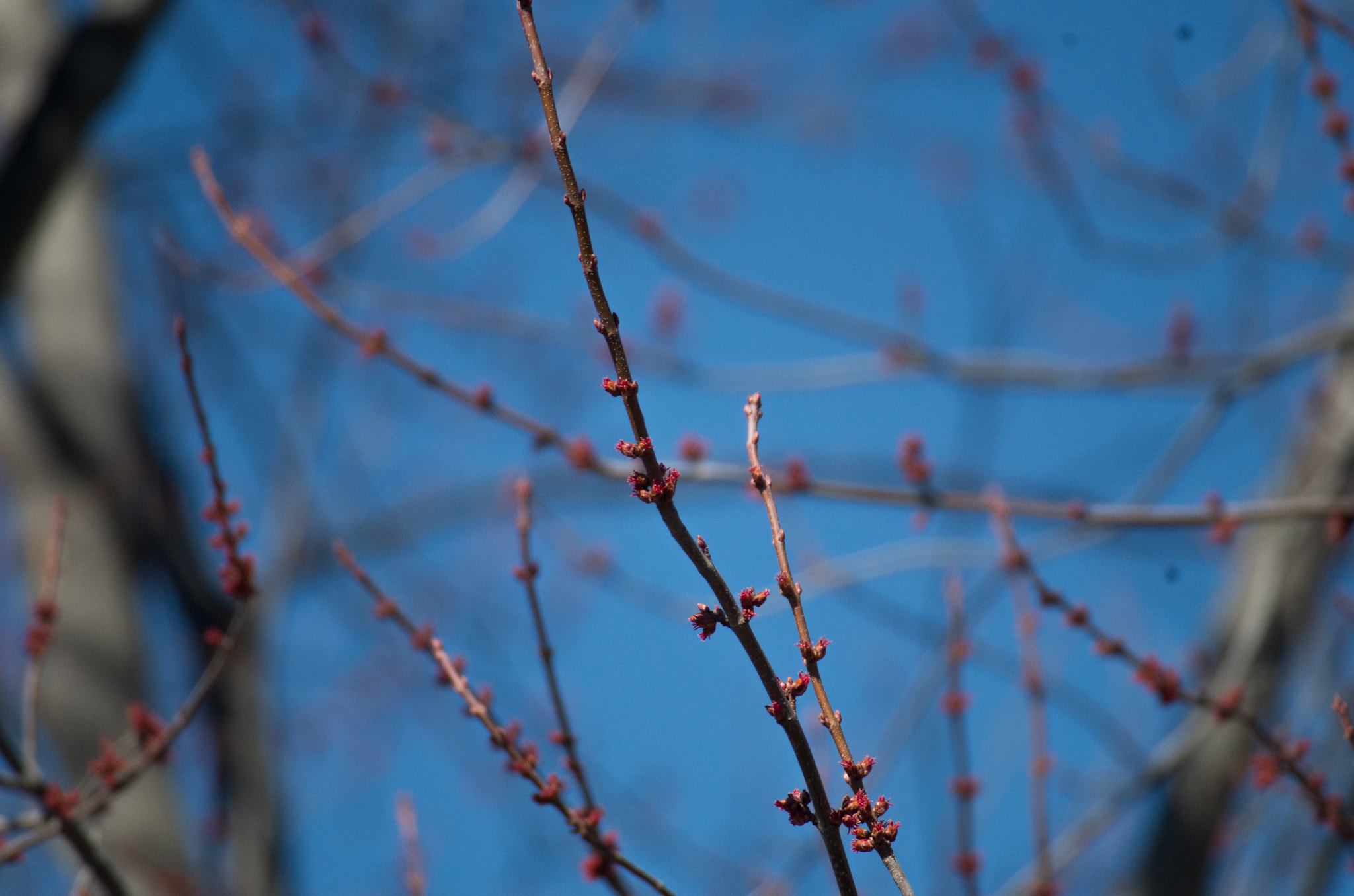 Pentax K-30 + Sigma EX APO 100-300mm F4 IF sample photo. Imgp3186.jpg photography