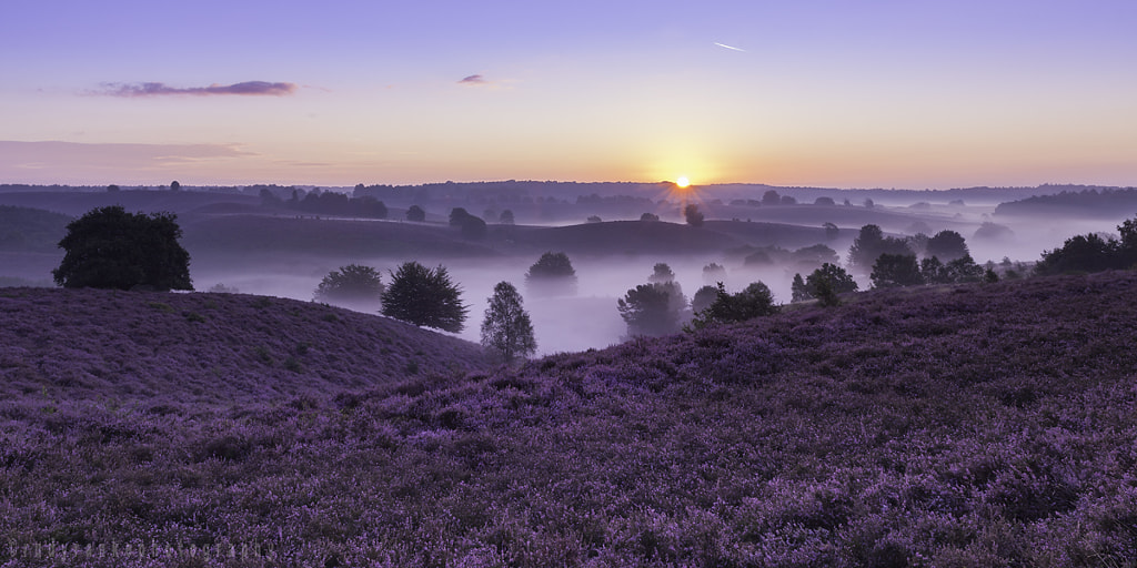 The purple heath by Rudy Ranke on 500px.com
