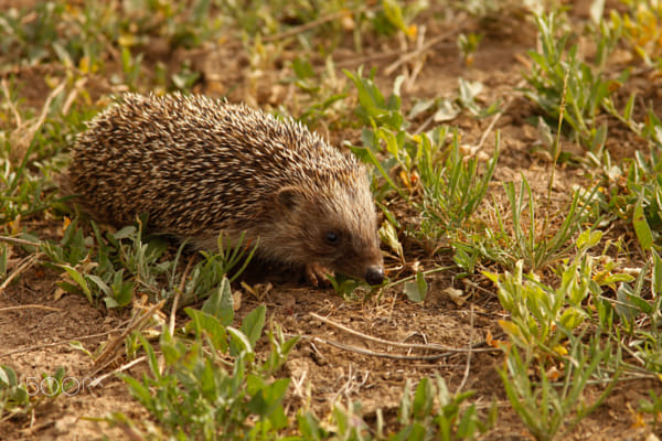 hedgehog by Artyom Saribekyan on 500px.com