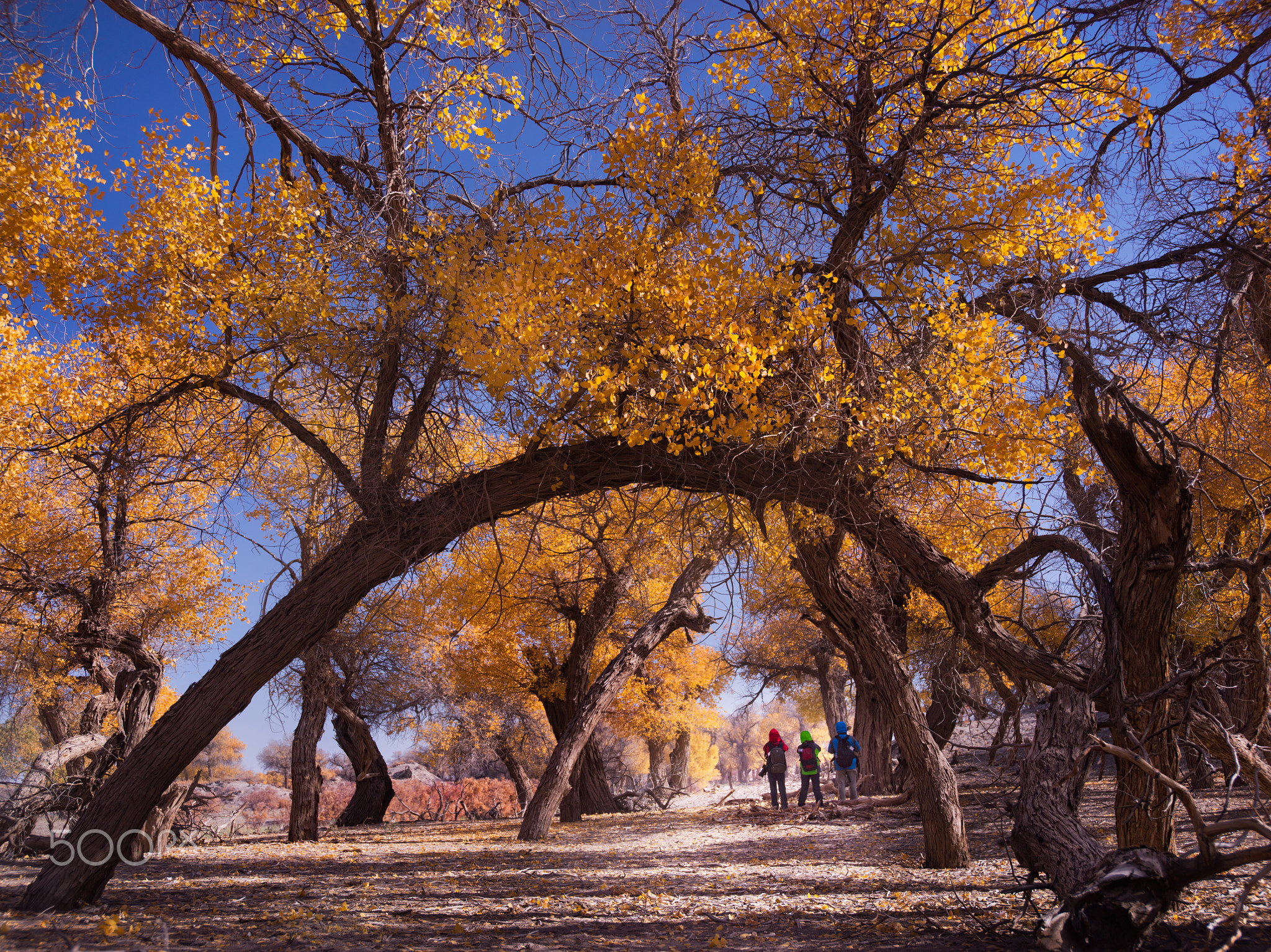 +INNER MONGOLIA