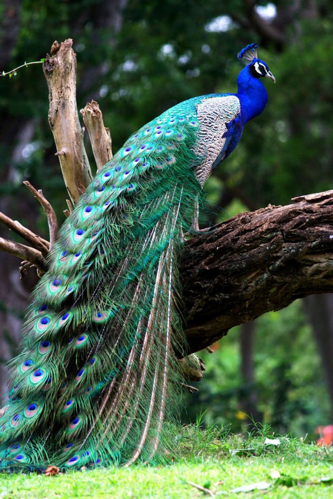 Indian blue peacock bird. .. by Briste Sen / 500px