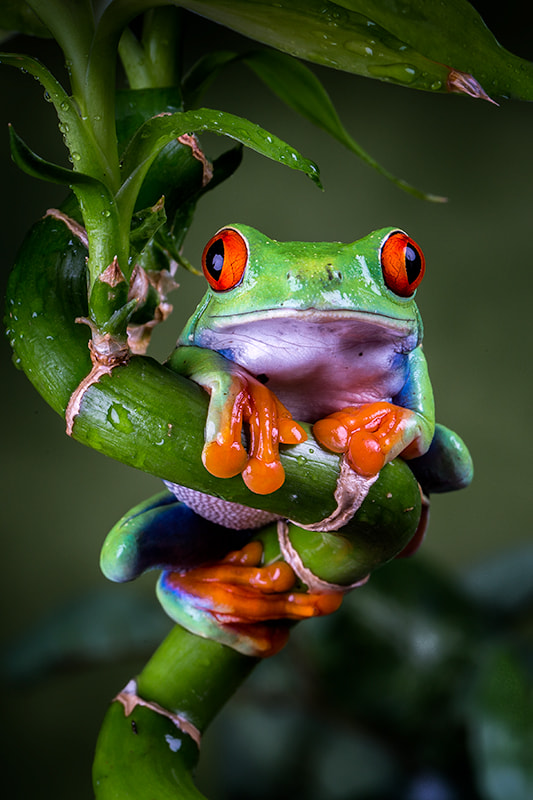 Red Eyed Tree Frog by Chris Wallace / 500px