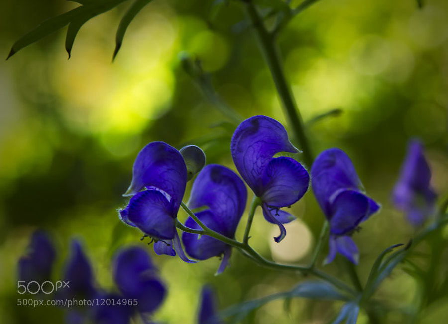 Photograph Bokeh by Wim Bolsens