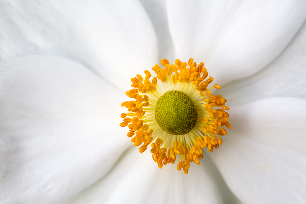 Japan Anemone by Winfried Werner on 500px.com