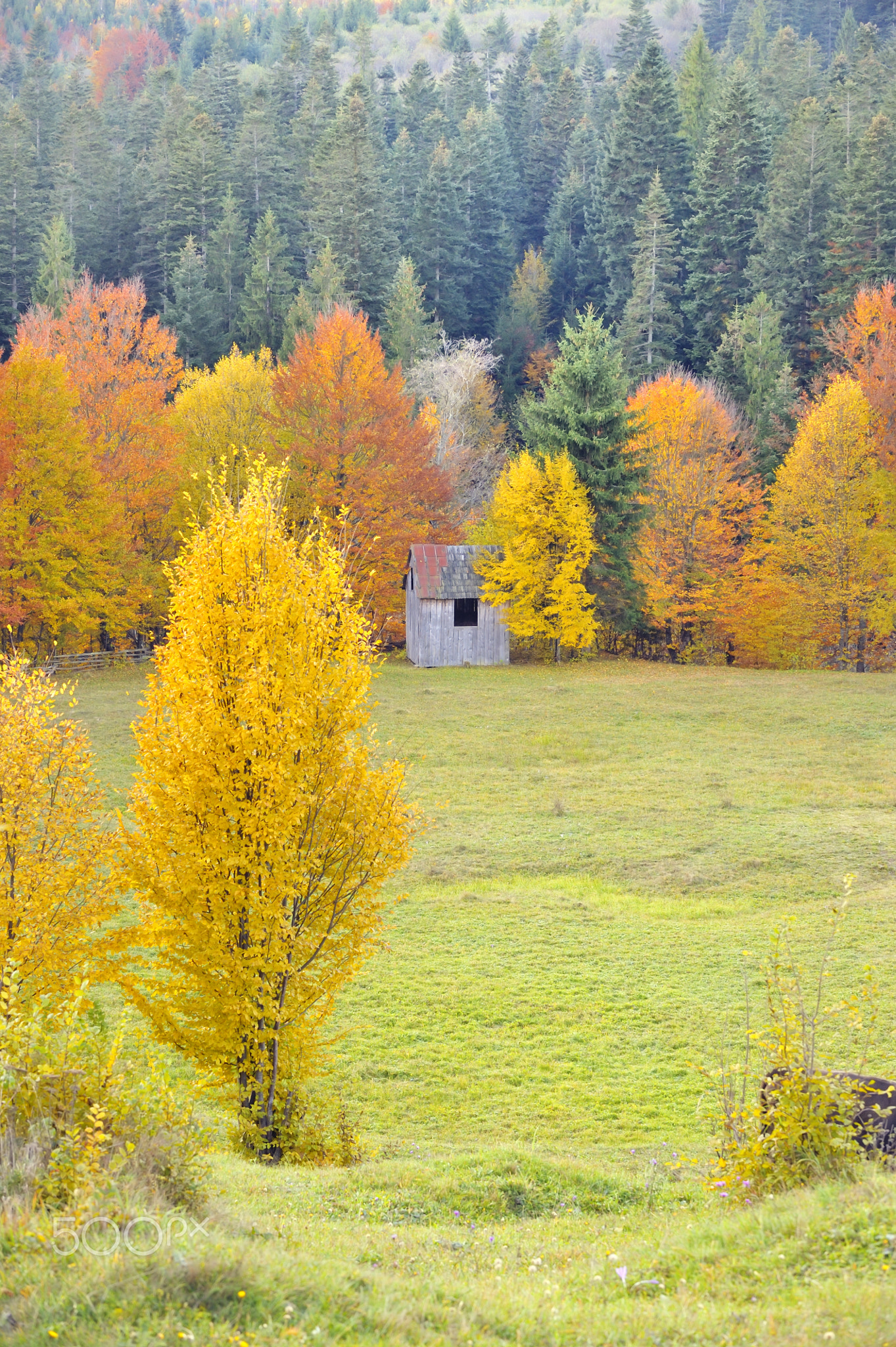 Fall colors