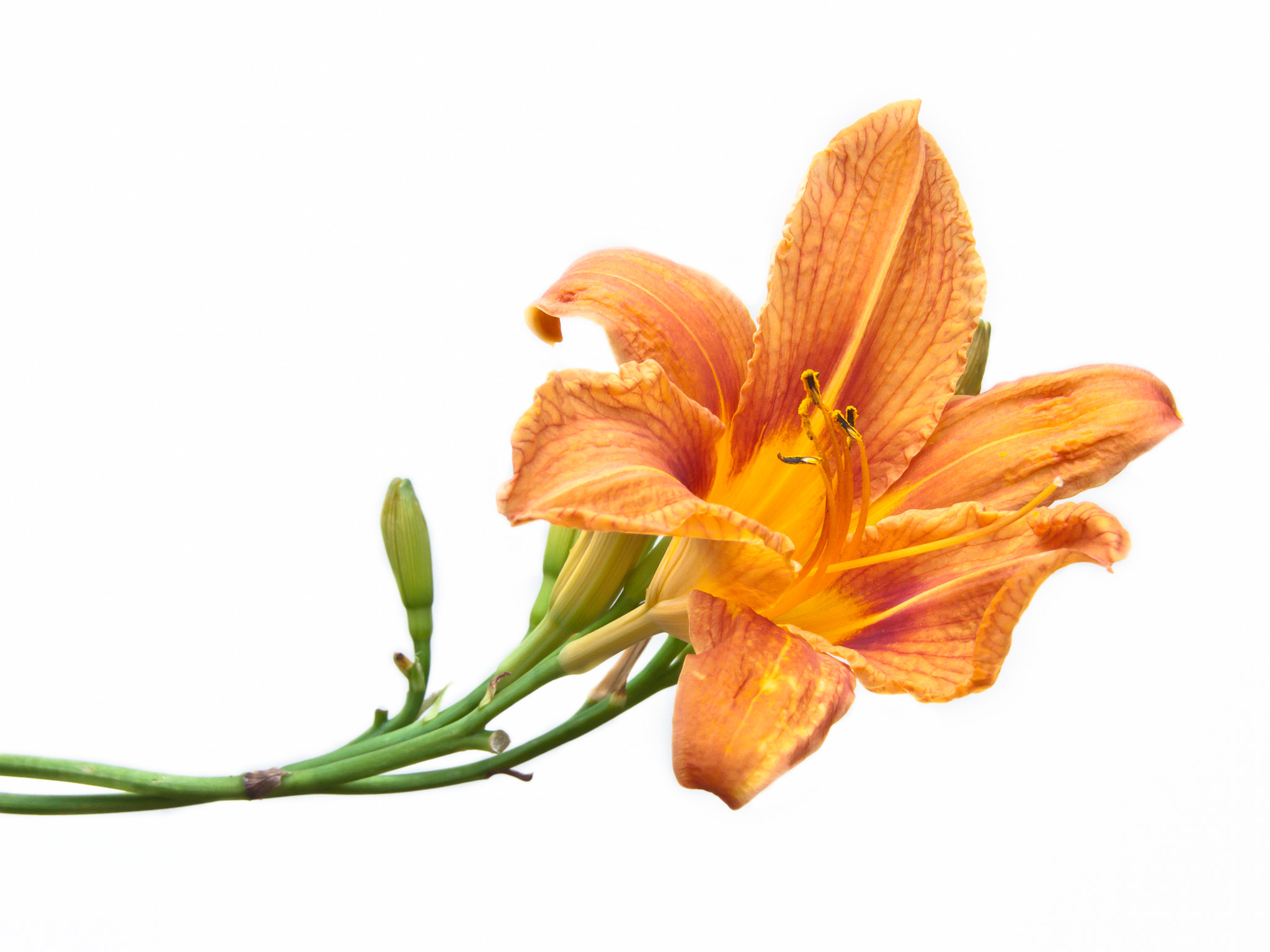 Beautiful orange daylily on white background by Izabela Korwel Korwel ...