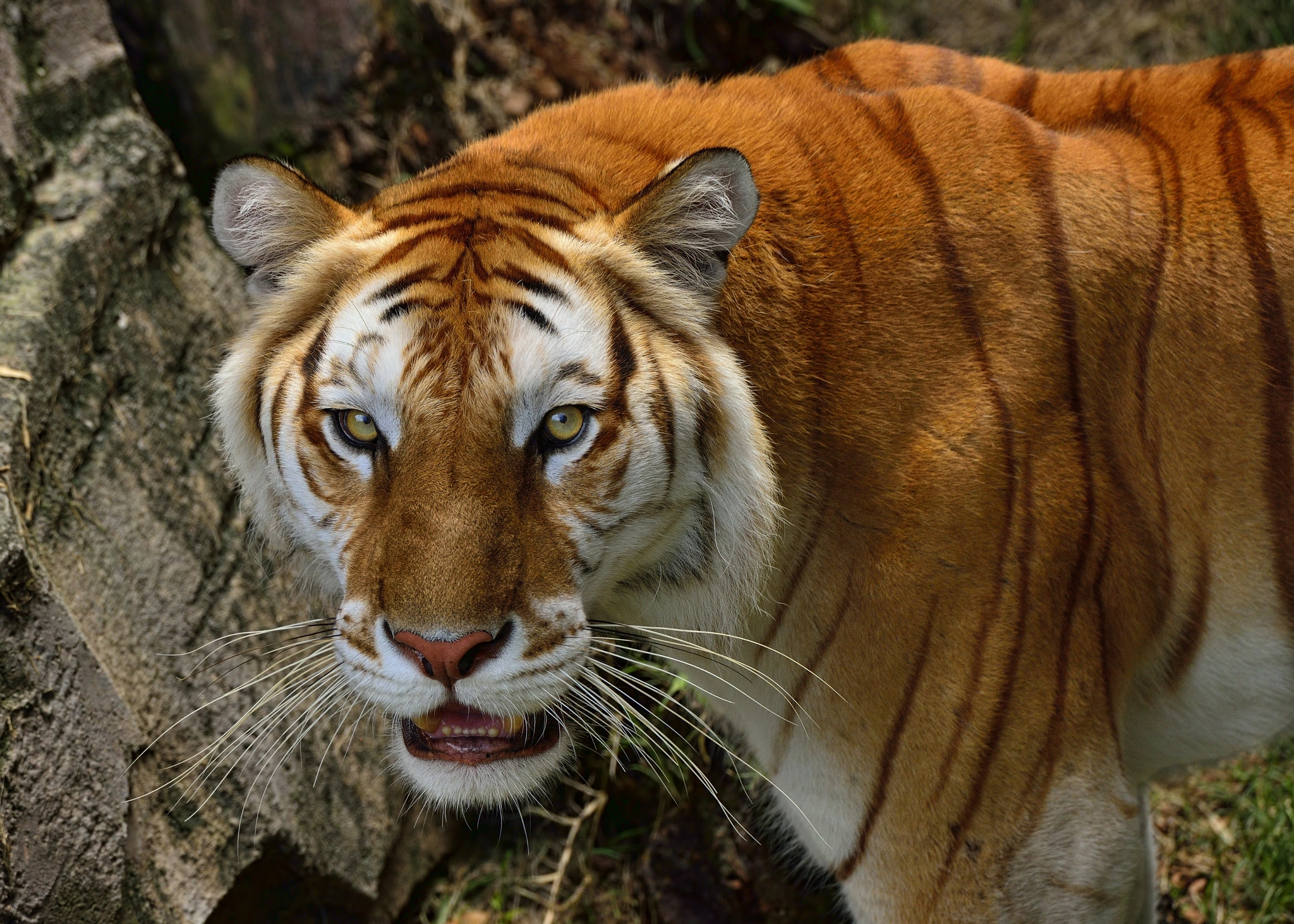 Названия видов тигров. Золотой бенгальский тигр. Тигр Golden tabby. 1998 Земляной тигр. Желтый Земляной тигр.