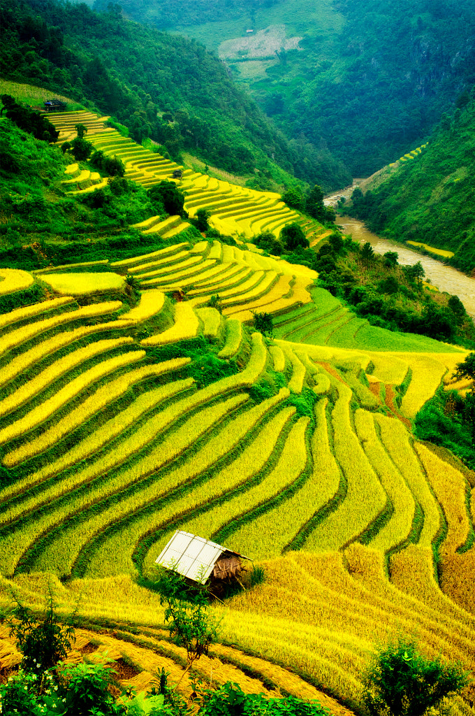 Rice fields on terraced of Mu Cang Chai, Vietnam. by cristal tran / 500px