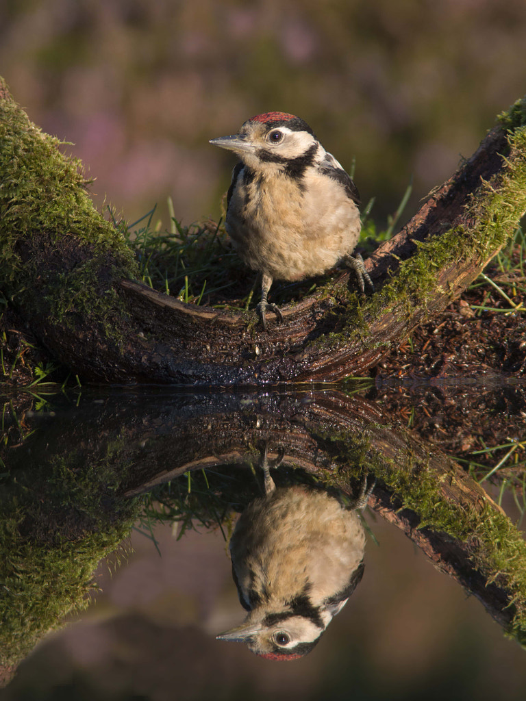 grote-bonte-specht-great-spotted-woodpecker-by-robert-westerhof-500px