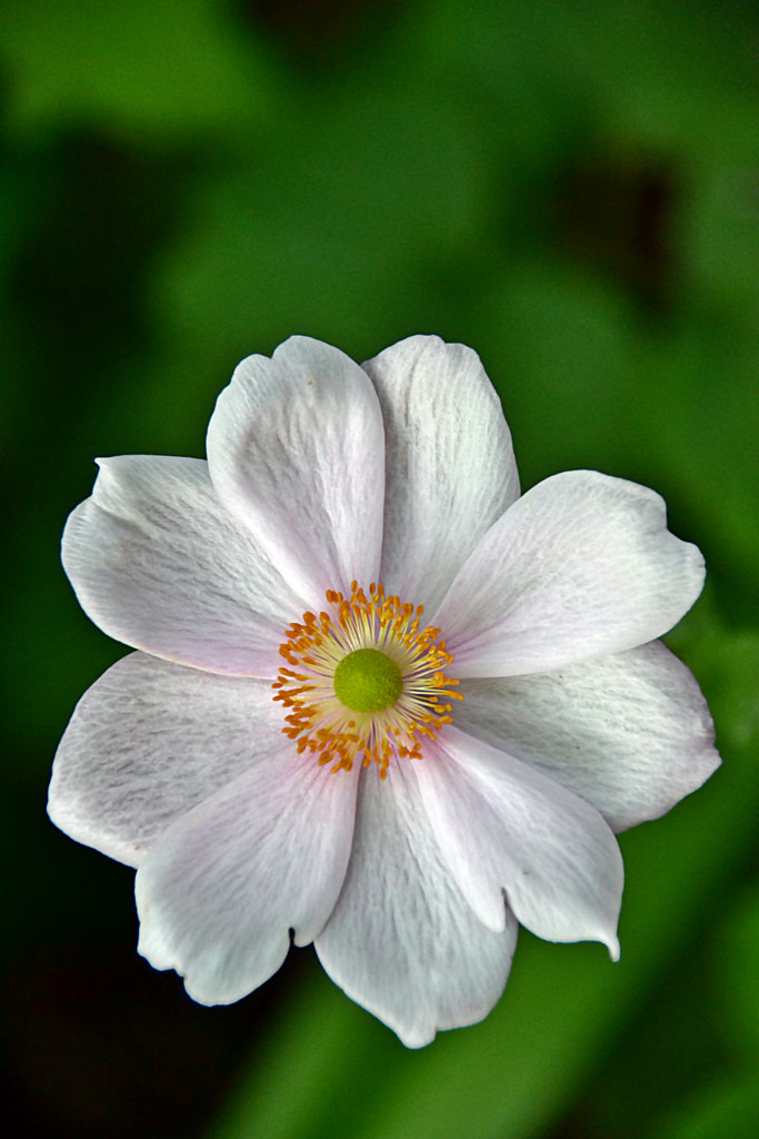 DSC049_0938 by Antonio Pronto / 500px