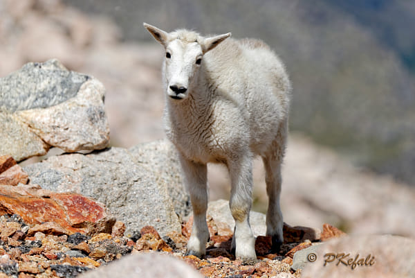 Mt. Evans - Mountain Goat (baby)
