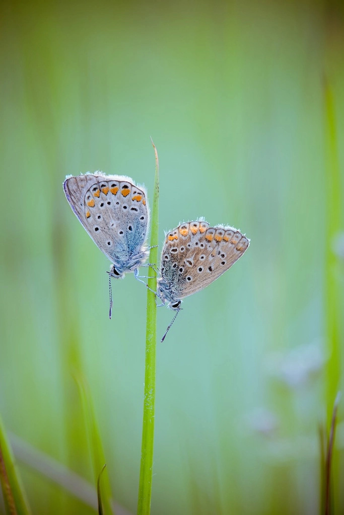 Duo d'argus by David Chambon on 500px