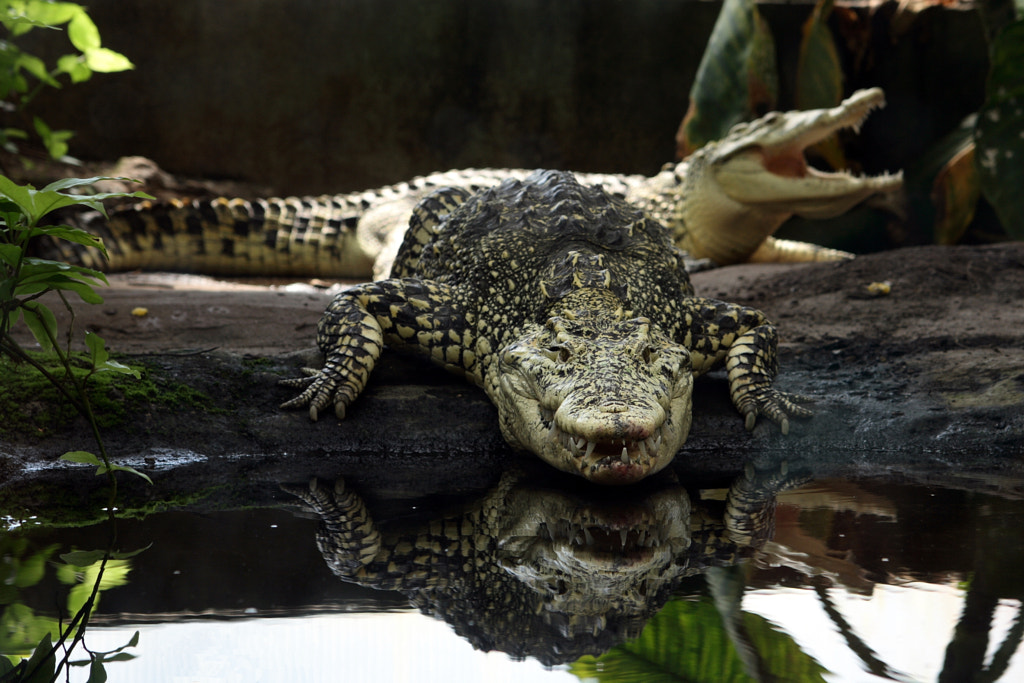 Cuban Crocodile by Christian Bech / 500px