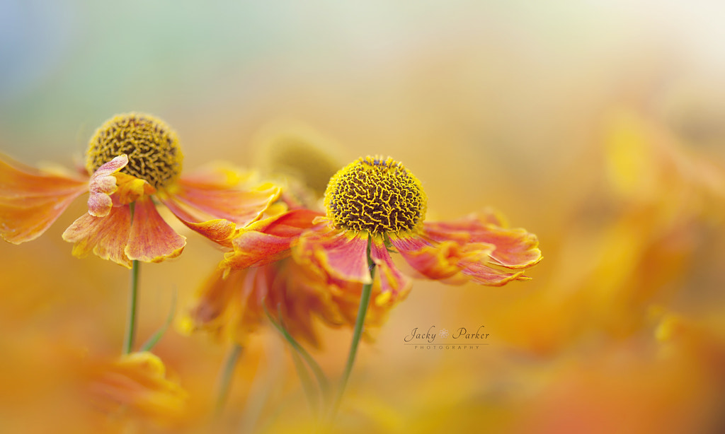 Simply Heleniums by Jacky Parker on 500px.com