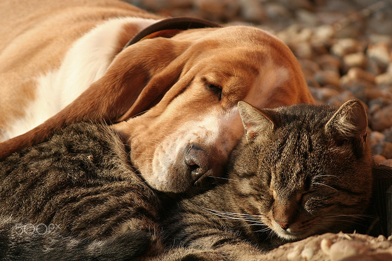 Cat pillow dog blanket II.