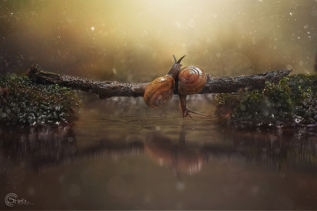 Snails by i.h.shad on 500px.com