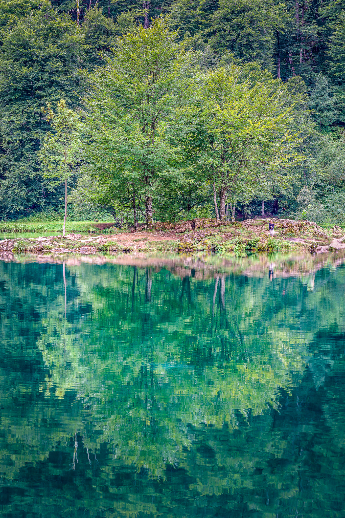 Arbre au Lac de Bethmale