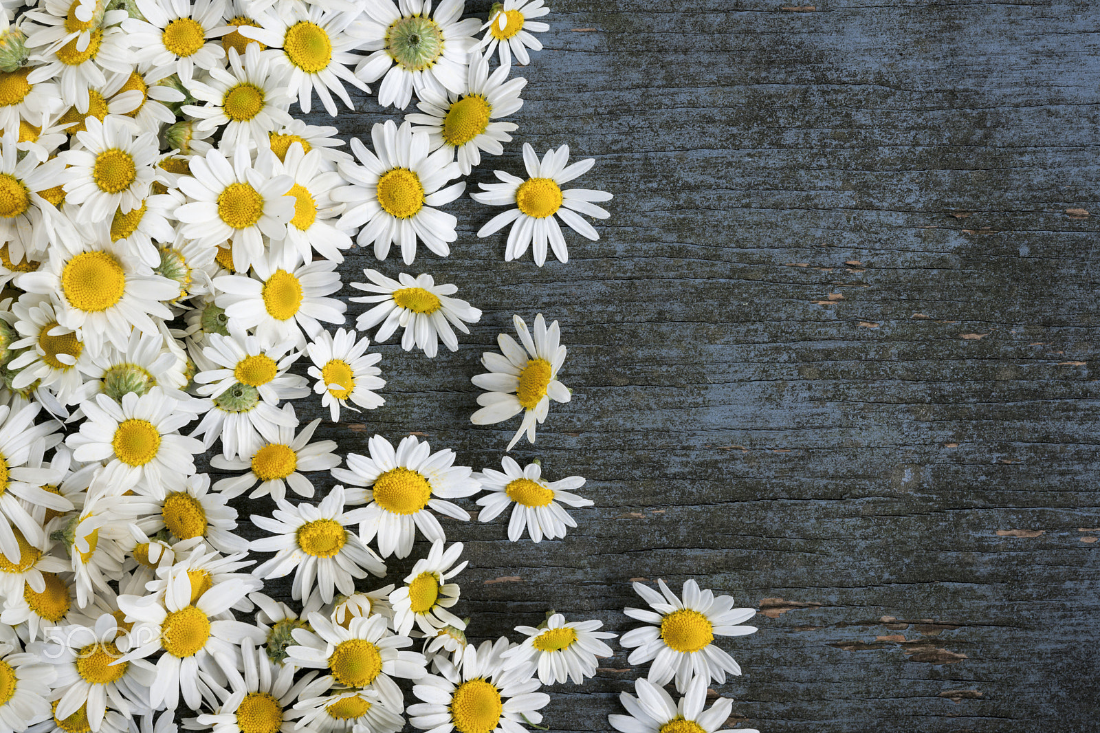 Nikon D3X sample photo. Fresh chamomile flowers photography
