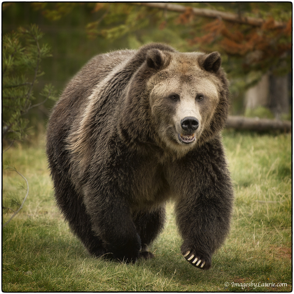 running teddy bear