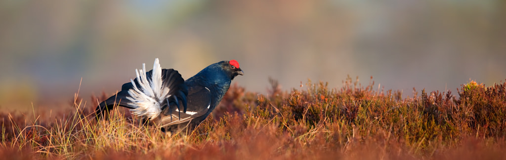 Black Grouse by Alari Kivisaar on 500px.com