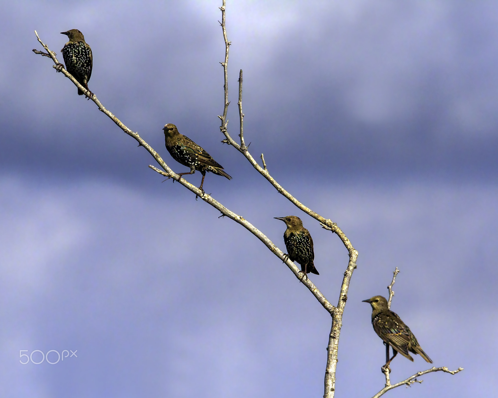Starlings In Alignment