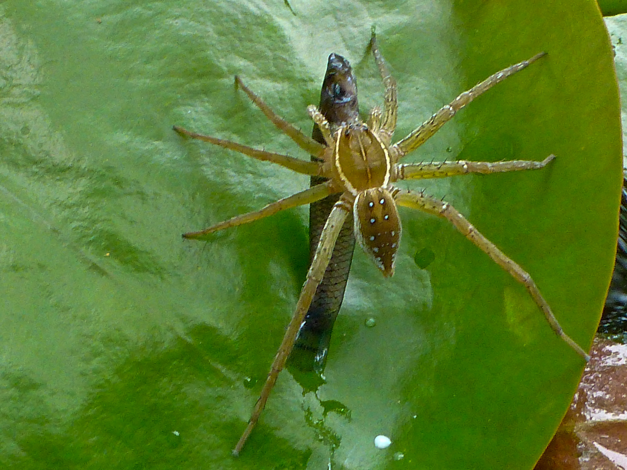 Spider Eating Fish by Jim Egan - Photo 12118495 / 500px