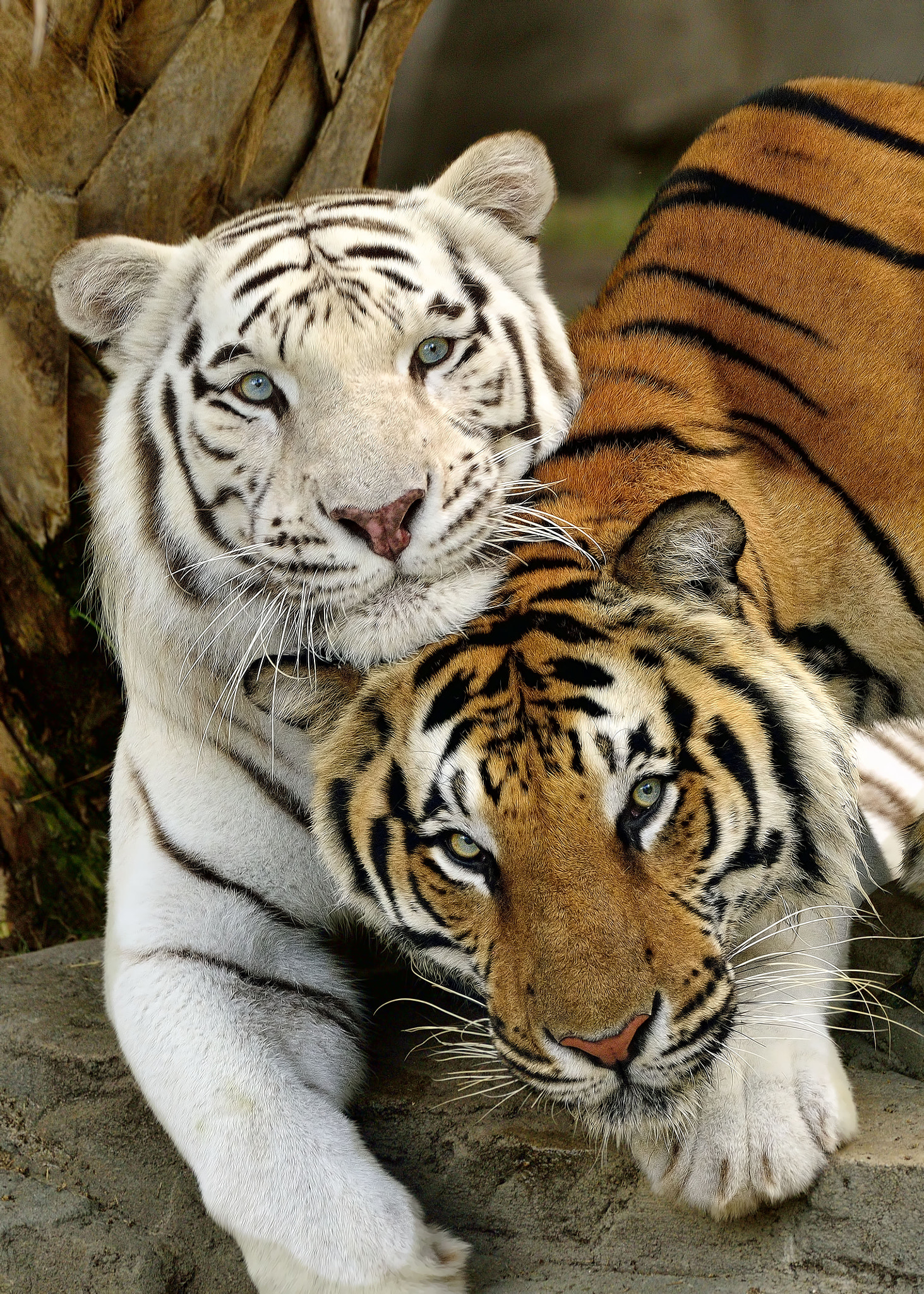 Snuggling up to get a photo, Bengal Tigers by Bill Dodsworth - Photo