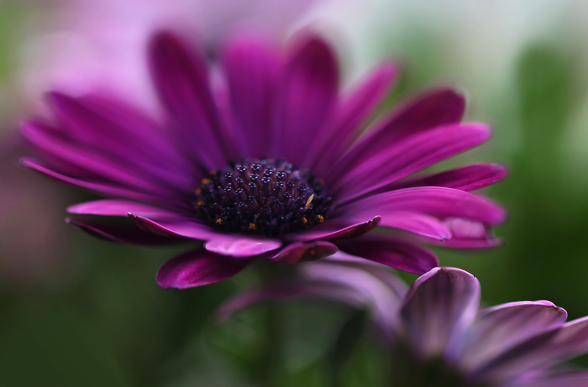 flower by Jarmila Vymazalová / 500px