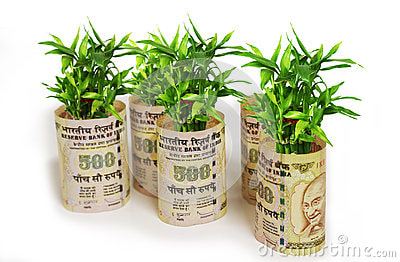 fortune plant saplings wrapped indian rupees white background