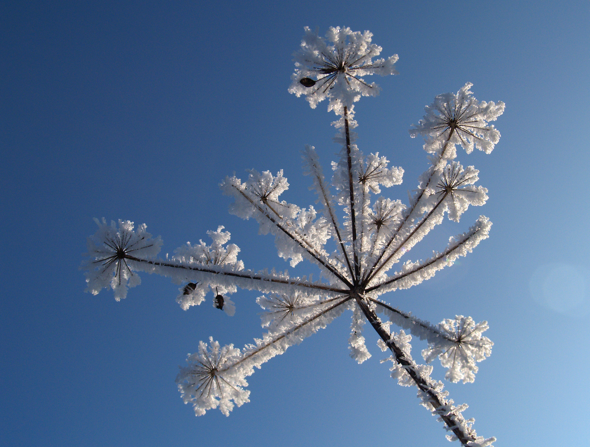 Wintry Beauty